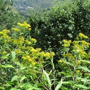 Photographie n°922287 du taxon Senecio ovatus (P.Gaertn., B.Mey. & Scherb.) Willd.