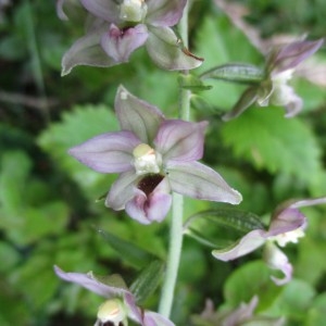 Photographie n°922293 du taxon Epipactis helleborine (L.) Crantz