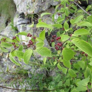 Photographie n°922309 du taxon Lonicera xylosteum L.