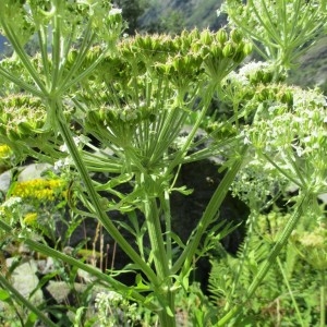 Photographie n°922313 du taxon Pleurospermum austriacum (L.) Hoffm.