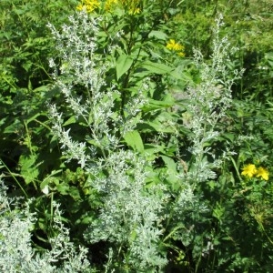 Photographie n°922317 du taxon Artemisia absinthium L.