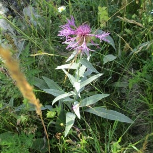 Photographie n°922324 du taxon Centaurea nervosa Willd.