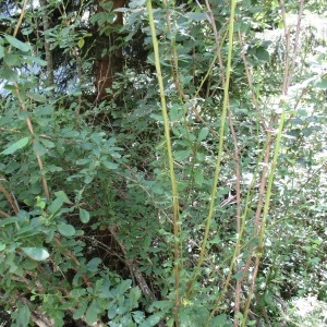 Photographie n°922333 du taxon Berberis vulgaris L.