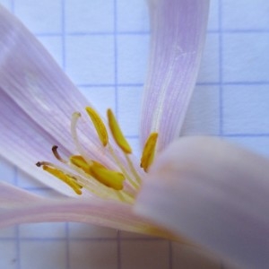 Photographie n°922336 du taxon Colchicum alpinum DC.