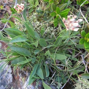 Photographie n°922416 du taxon Anthyllis vulneraria L.