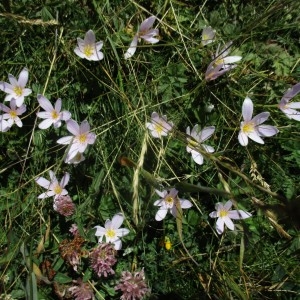 Photographie n°922431 du taxon Colchicum alpinum DC.