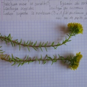 Photographie n°922471 du taxon Sedum rupestre subsp. montanum P.Fourn.