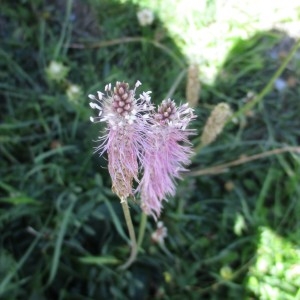 Photographie n°922883 du taxon Plantago media L.