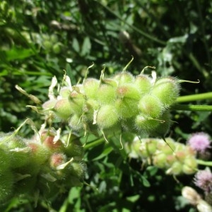 Photographie n°922888 du taxon Astragalus cicer L.