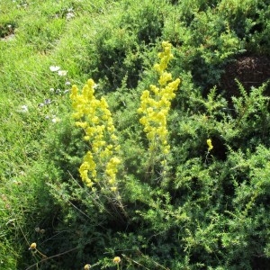 Photographie n°922898 du taxon Galium verum L.