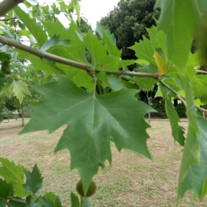 Photographie n°923386 du taxon Platanus x hispanica Mill. ex Münchh. [1770]