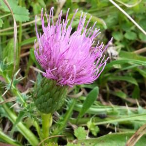 Photographie n°925494 du taxon Cirsium acaulon (L.) Scop. [1769]