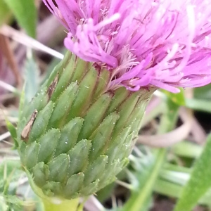 Photographie n°925495 du taxon Cirsium acaulon (L.) Scop. [1769]