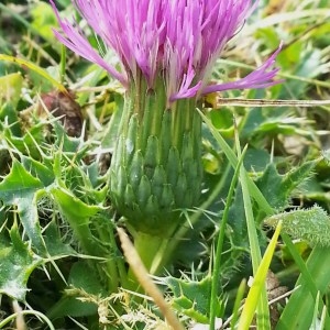 Photographie n°925497 du taxon Cirsium acaulon (L.) Scop. [1769]