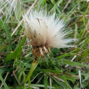 Photographie n°925498 du taxon Cirsium acaulon (L.) Scop. [1769]