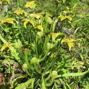 Photographie n°926311 du taxon Sarracenia L. [1753]