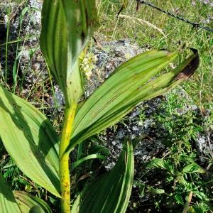 Photographie n°926718 du taxon Veratrum album L. [1753]