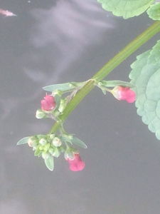 Giovanni LEONARDI, le 11 septembre 2016 (Reading)