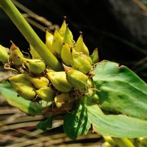 Photographie n°926795 du taxon Gentiana lutea L. [1753]