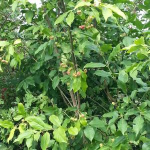 Photographie n°926988 du taxon Euonymus europaeus L. [1753]