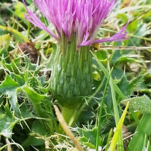 Photographie n°927005 du taxon Cirsium acaulon (L.) Scop. [1769]