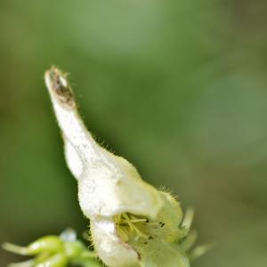 Photographie n°927145 du taxon Aconitum lycoctonum L. [1753]