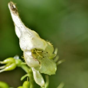 Photographie n°927154 du taxon Aconitum lycoctonum L. [1753]