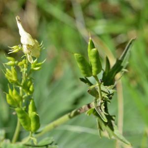 Photographie n°927219 du taxon Aconitum lycoctonum L. [1753]