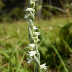 Photographie n°927817 du taxon Spiranthes spiralis (L.) Chevall. [1827]