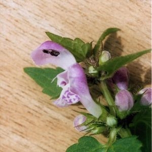 Photographie n°928564 du taxon Lamium maculatum (L.) L. [1763]