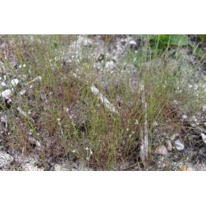 Agrostis litigans Steud. (Agrostide élégante)