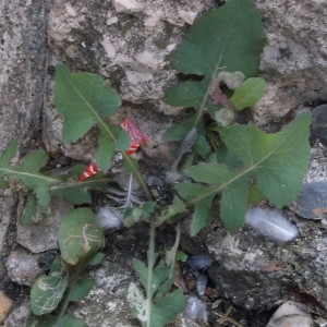 Photographie n°929342 du taxon Sonchus oleraceus L. [1753]