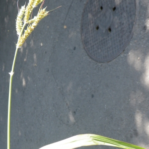 Photographie n°929379 du taxon Echinochloa crus-galli (L.) P.Beauv. [1812]