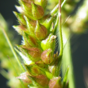 Photographie n°929387 du taxon Echinochloa crus-galli (L.) P.Beauv. [1812]