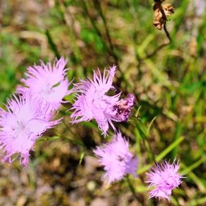 Photographie n°929496 du taxon Dianthus hyssopifolius L. [1755]