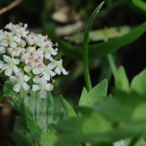  - Helosciadium repens (Jacq.) W.D.J.Koch [1824]