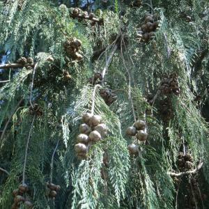 Photographie n°929529 du taxon Cupressus cashmeriana Carrière