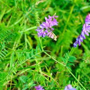 Photographie n°930845 du taxon Vicia cracca L. [1753]