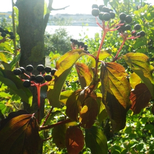 Photographie n°931562 du taxon Cornus sanguinea L. [1753]