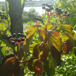 Photographie n°931566 du taxon Cornus sanguinea L. [1753]