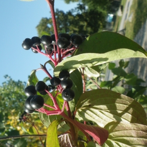 Photographie n°931568 du taxon Cornus sanguinea L. [1753]