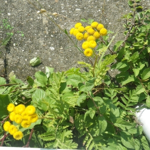 Photographie n°931575 du taxon Tanacetum vulgare L. [1753]