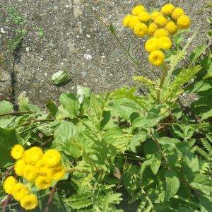 Photographie n°931576 du taxon Tanacetum vulgare L. [1753]