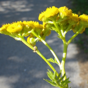 Photographie n°931580 du taxon Tanacetum vulgare L. [1753]