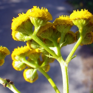 Photographie n°931582 du taxon Tanacetum vulgare L. [1753]