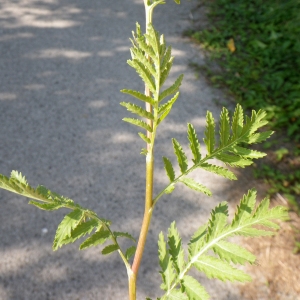 Photographie n°931583 du taxon Tanacetum vulgare L. [1753]