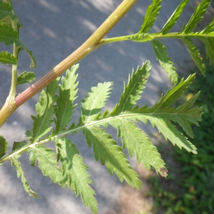 Photographie n°931585 du taxon Tanacetum vulgare L. [1753]