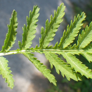 Photographie n°931586 du taxon Tanacetum vulgare L. [1753]