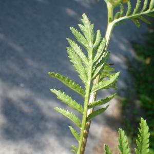 Photographie n°931587 du taxon Tanacetum vulgare L. [1753]