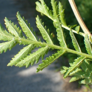 Photographie n°931588 du taxon Tanacetum vulgare L. [1753]